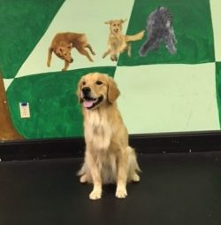 Judy Askew : Obedience Instructor